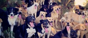 C’è un posto in Costa Rica dove i cani randagi vivono liberi e felici