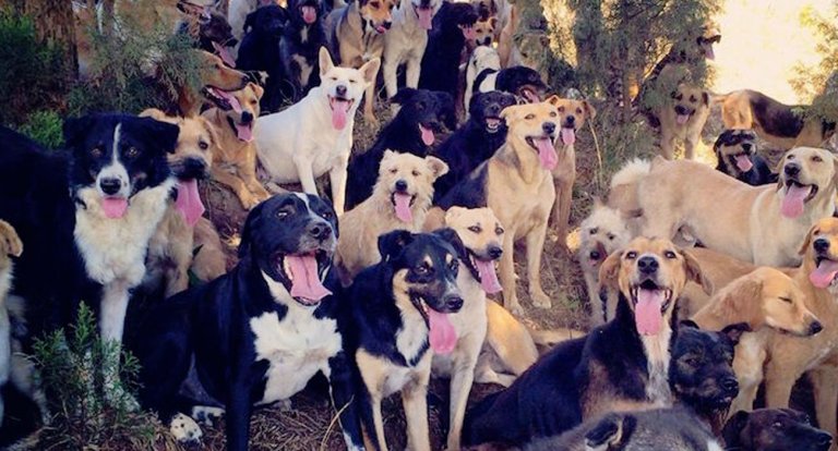 C’è un posto in Costa Rica dove i cani randagi vivono liberi e felici