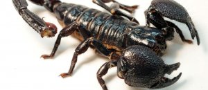 Scorpion drug