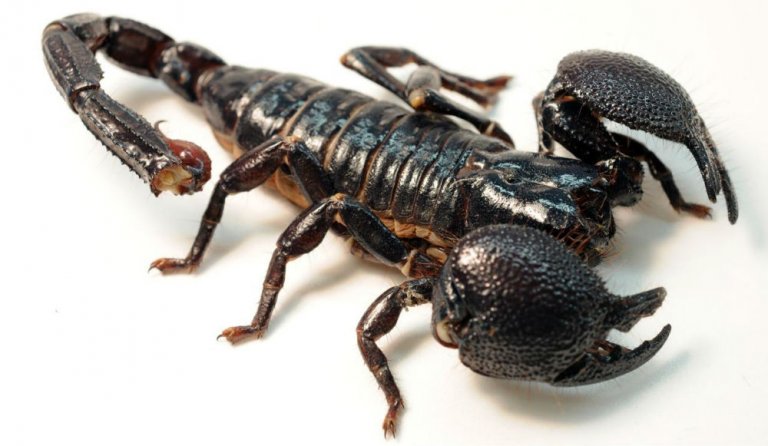 Scorpion drug