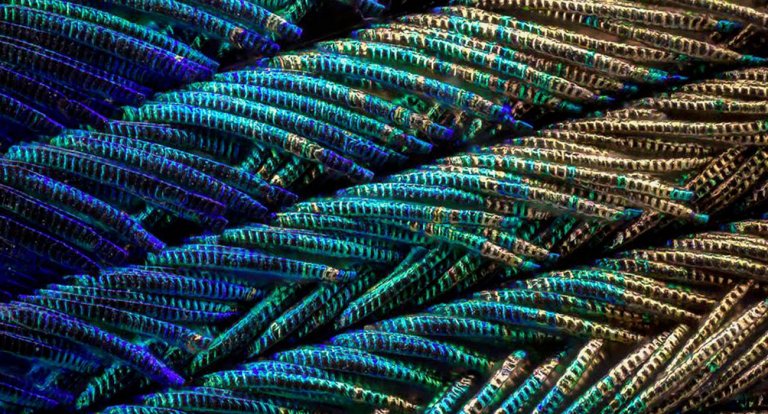 Le piume di un pavone viste al microscopio sono ancora più belle
