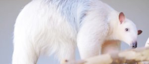 Tamandua simpatici