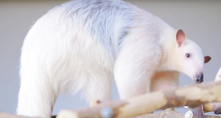 Tamandua simpatici