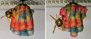 nidi vespe colorati