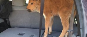 Cucciolo di bisonte soppresso