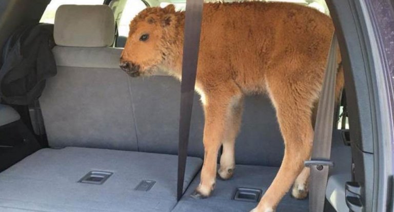 Cucciolo di bisonte soppresso