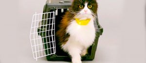 Il collare per far parlare i gatti esiste e ora i felini domineranno il mondo