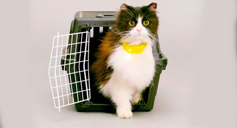 Il collare per far parlare i gatti esiste e ora i felini domineranno il mondo