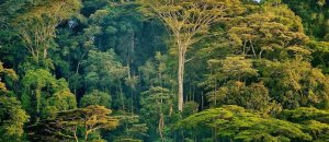 Foresta6