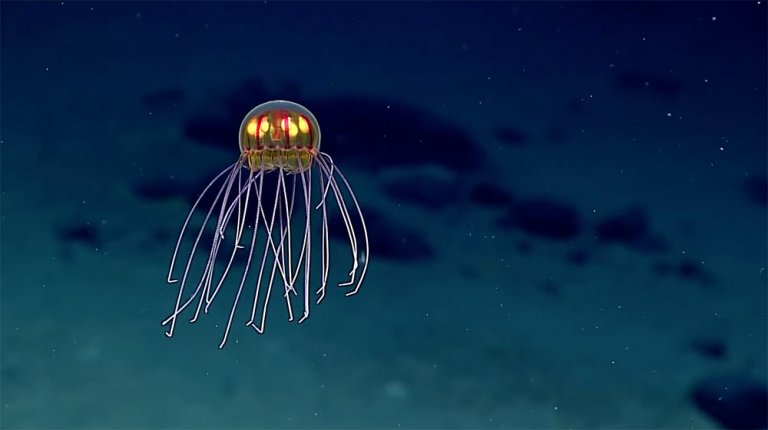 Jelly 1