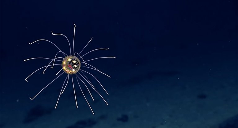 A 4000 metri di profondità vive una medusa che somiglia a una creatura venuta dallo spazio