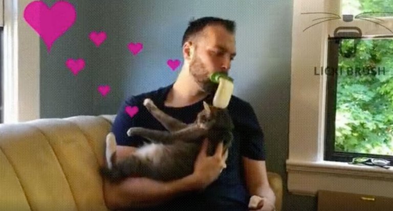 lingua finta leccare gatto