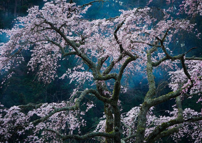 Fascination, Japan