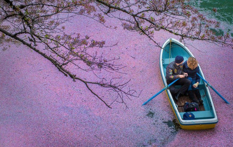 La spettacolare fioritura dei ciliegi in Giappone