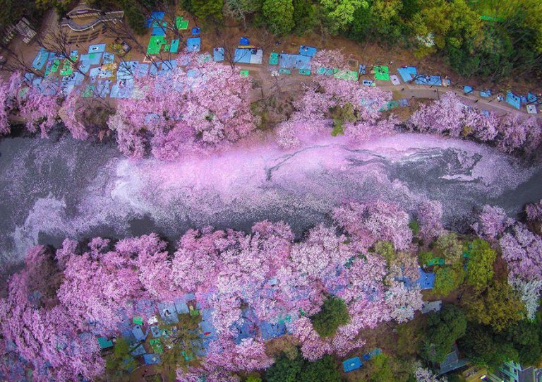 La spettacolare fioritura dei ciliegi in Giappone