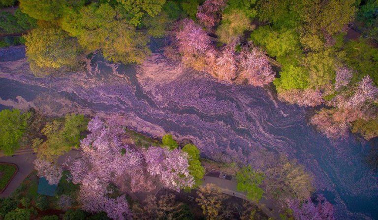 La spettacolare fioritura dei ciliegi in Giappone