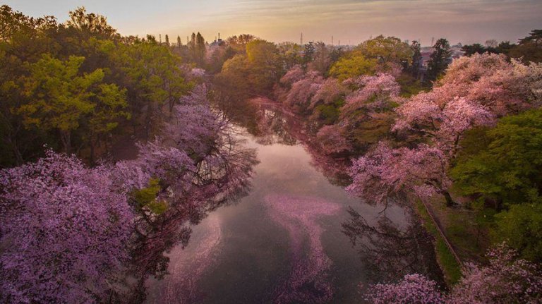 La spettacolare fioritura dei ciliegi in Giappone