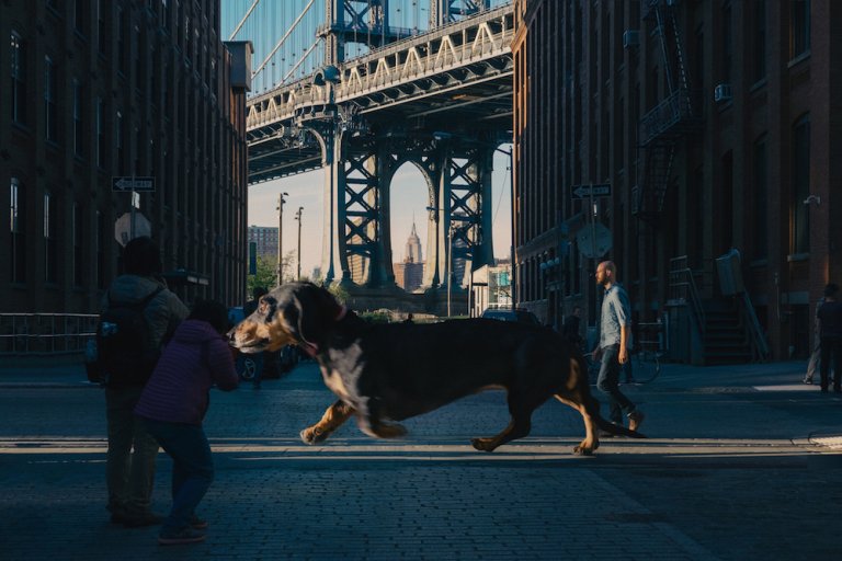 A Brooklyn c’è in giro una bassottina gigante, ed è tenerissima