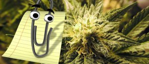 microsoft marijuana