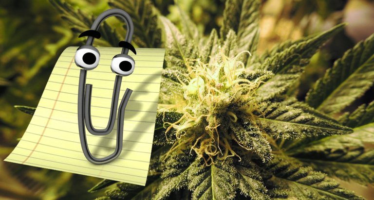 microsoft marijuana