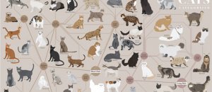 Gatti