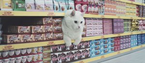 Gatto ciccione spot