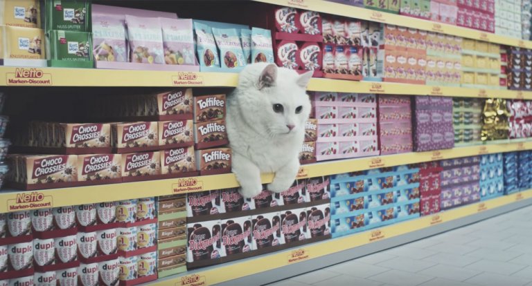 Gatto ciccione spot