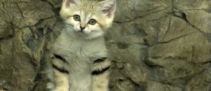 Gatto sabbie