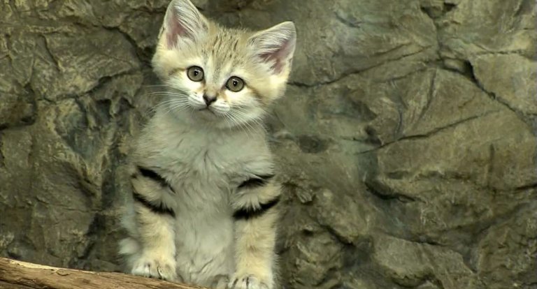Gatto sabbie