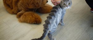 gatto dinosauro
