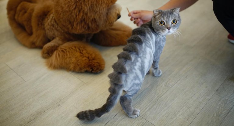 gatto dinosauro