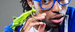 Insetti domestici
