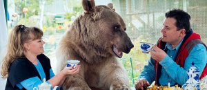 Orso domestico russia