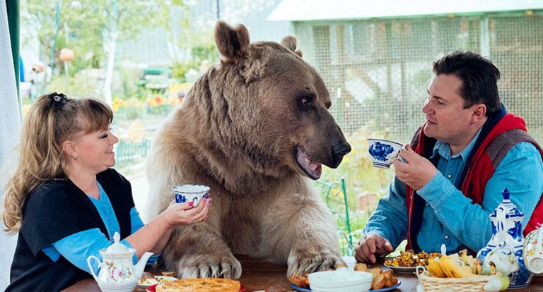 Orso domestico russia