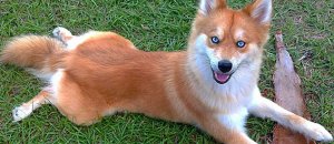 cane che sembra una volpe