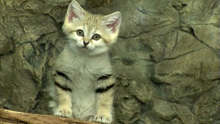 Sand cat5