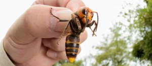 animali spaventosi