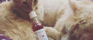 Vino per gatti