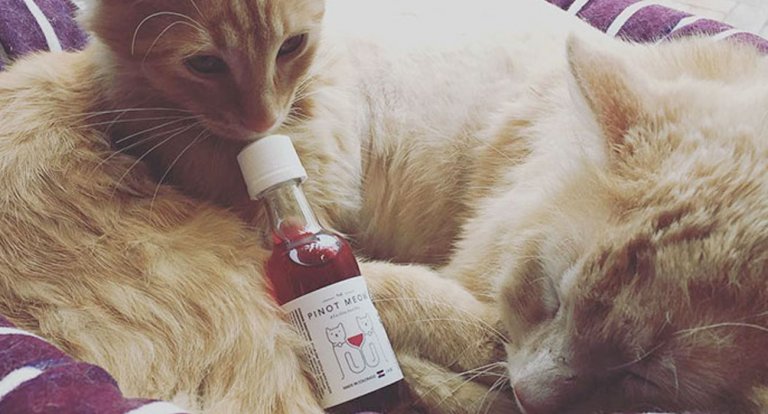 Vino per gatti