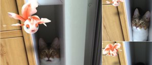 animali vedono pokemon