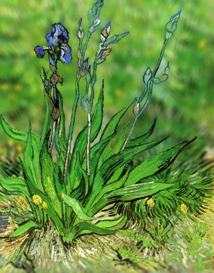Tilt-Shift Van Gogh (by Serena Malyon)