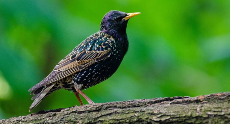 Il più grande archivio gratuito di canti di uccelli: sono oltre 170mila