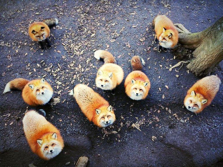 Animali: Erica Wu, USA