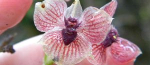 Questa nuova specie di orchidea ricorda terribilmente il volto di Satana