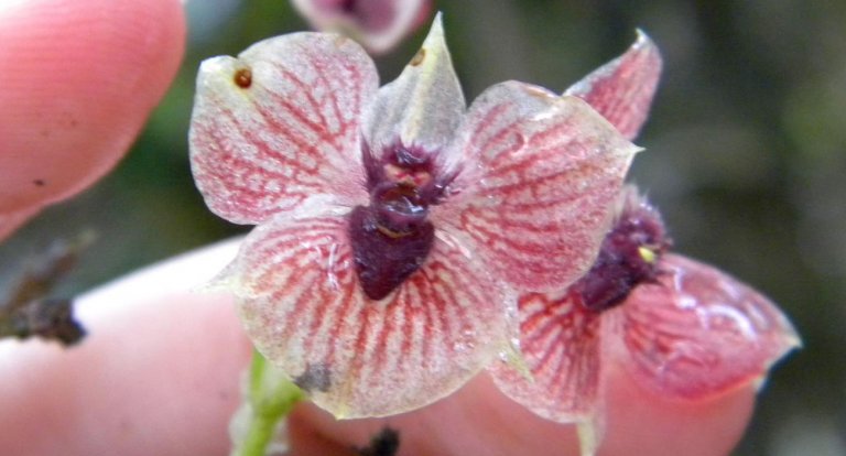 Orchidea satana