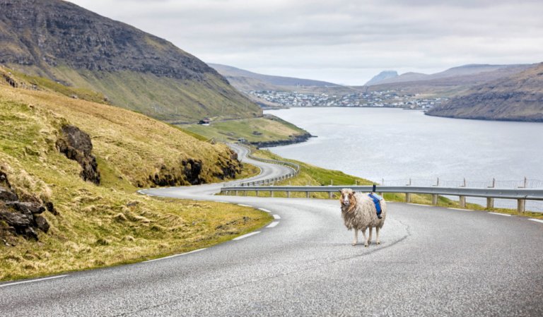 Nelle isole Far Oer usano le pecore al posto delle auto per realizzare Google Street View