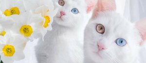 Gatti gemelli