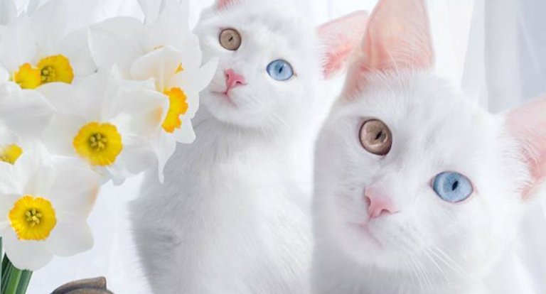 Gatti gemelli