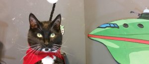 gatti cosplayer