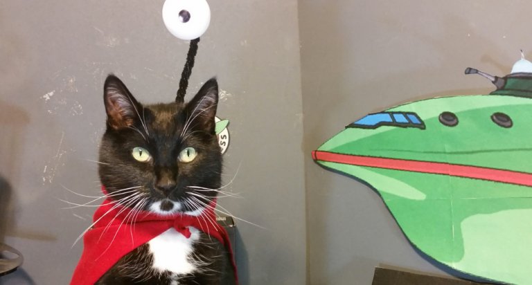 gatti cosplayer